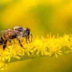 Abelha Guaraipo: Descubra Tudo Sobre Este Polinizador Fascinante