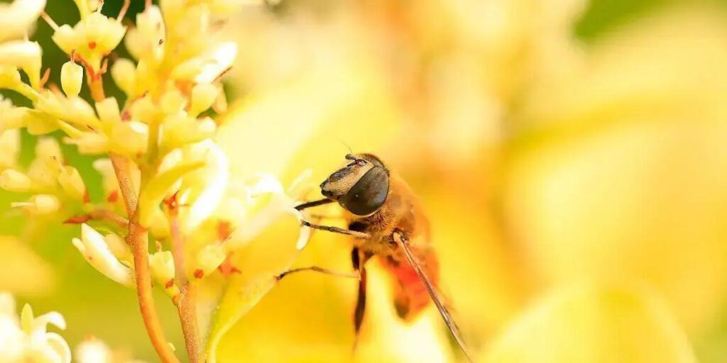 Abelha Jataí da Terra: Descubra Tudo Sobre essa Espécie Fascinante