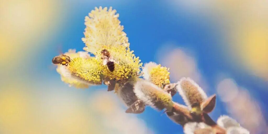 Abelha Mosca Branca: Descubra Segredos Dessa Espécie Intrigante