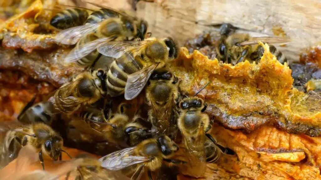 Como Tomar o Própolis Verde: Guia Completo e Dicas de Uso